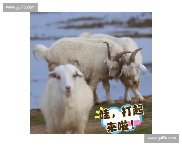 羊角争锋赛场激情四溢 羊群竞技挑战极限激烈比拼